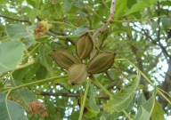 pecans-on-tree-in-spring