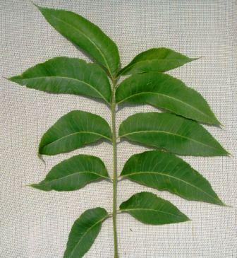 pecan leaf