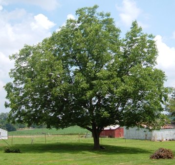 pecan tree