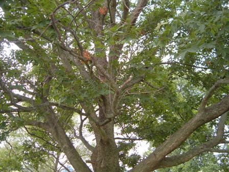 pecan tree canopy