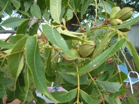 pecans and leaves on tree