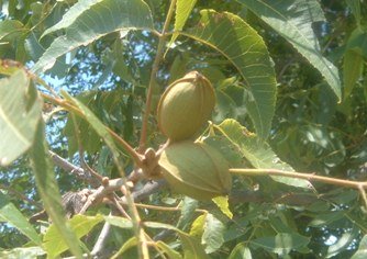 pecans-on-tree-in-august