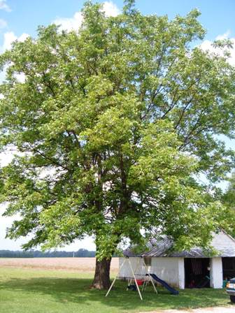 pecan tree in summer