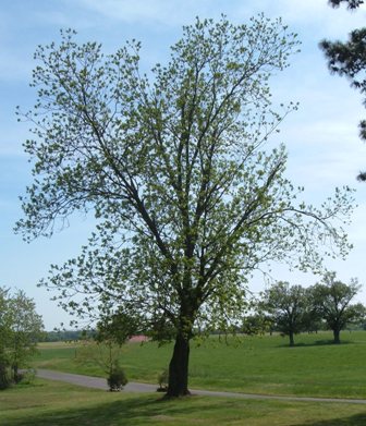 pecan tree in spring