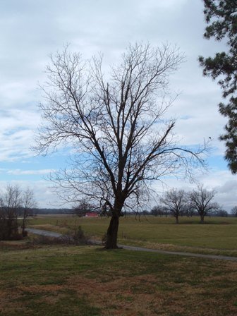 pecan tree in winter