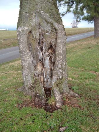 pecan tree rotting